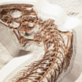 العلوم الحياتية (15)